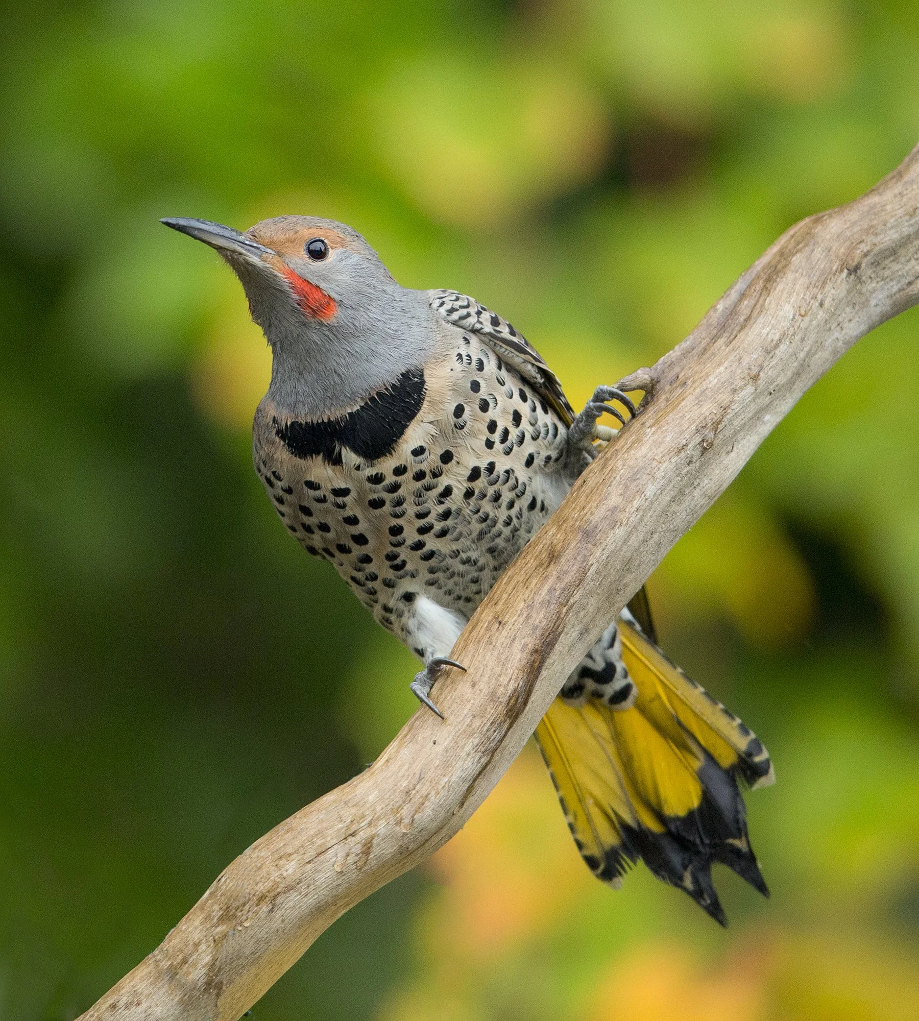 Northern Flicker Intergrade (9341)SM.jpg