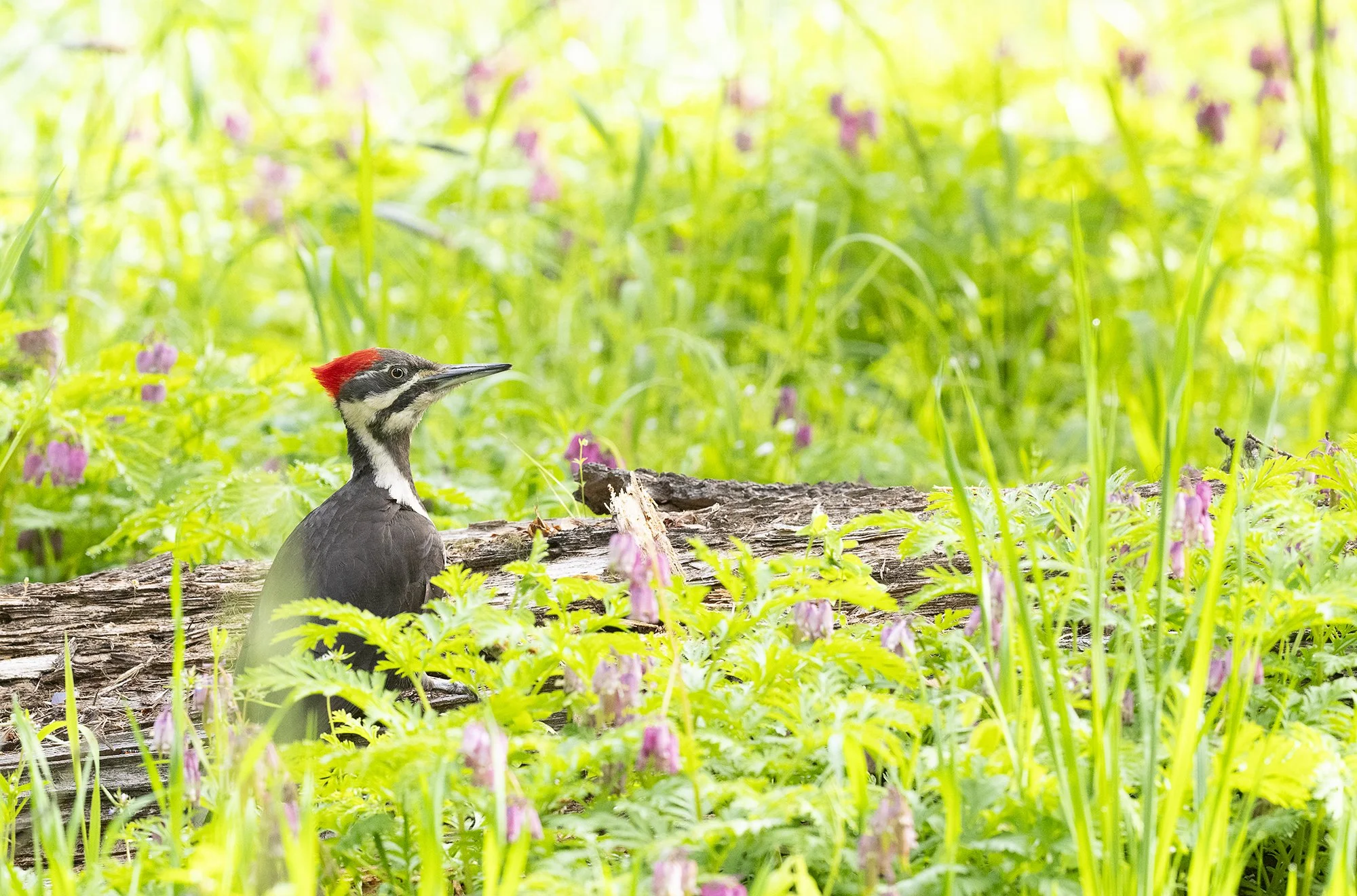 Pileated Woodpecker (4180)_SM.jpg