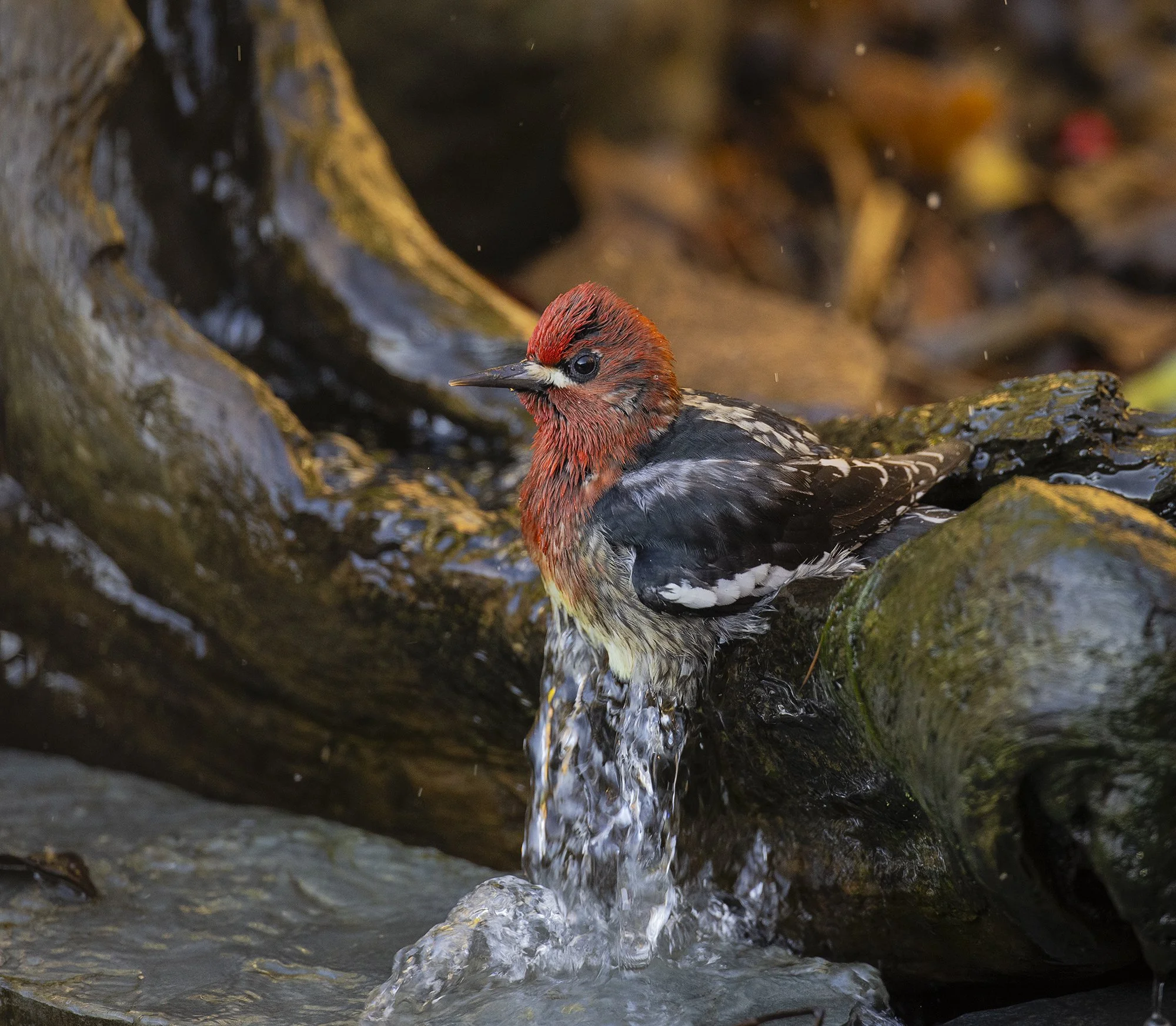 Red-breasted Sapsucker (7104)_SM.jpg