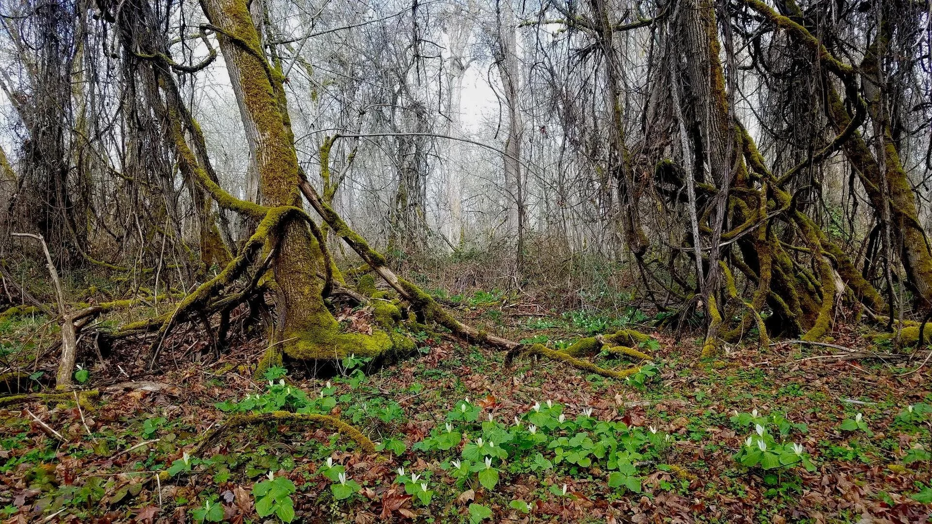January Open Lands Day at the Rogue River Preserve