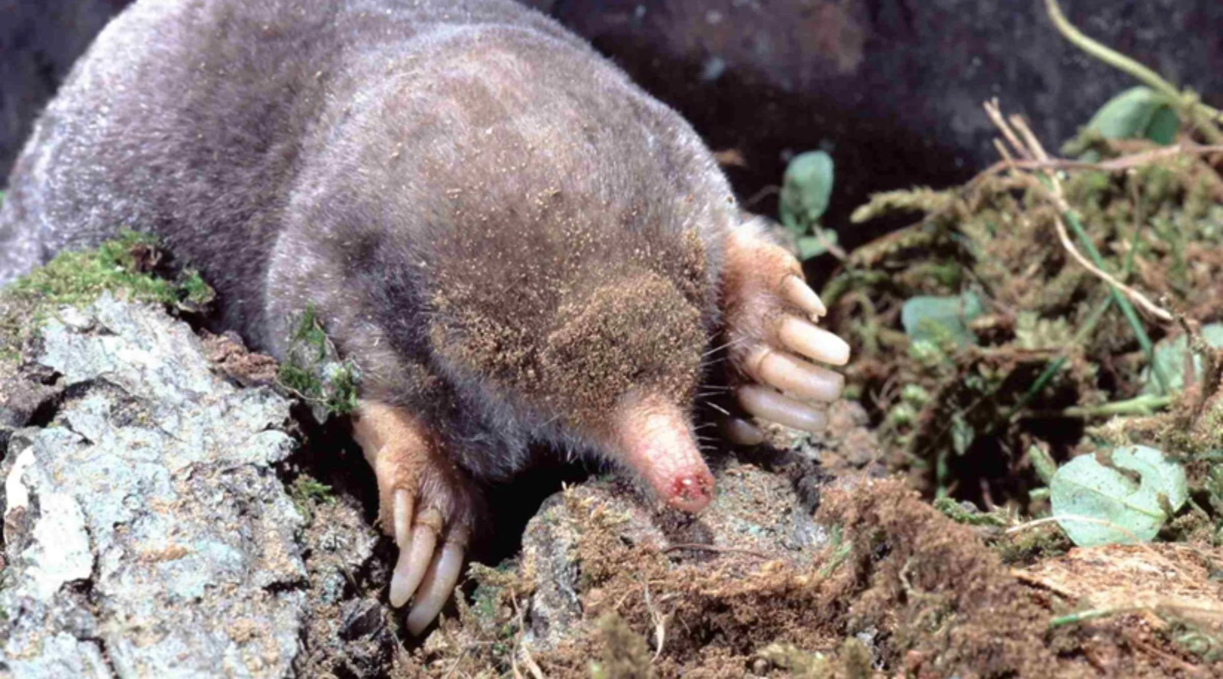 Moles: The Underground Specialists