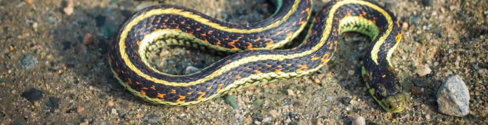 Nature Pub Talk About Snakes
