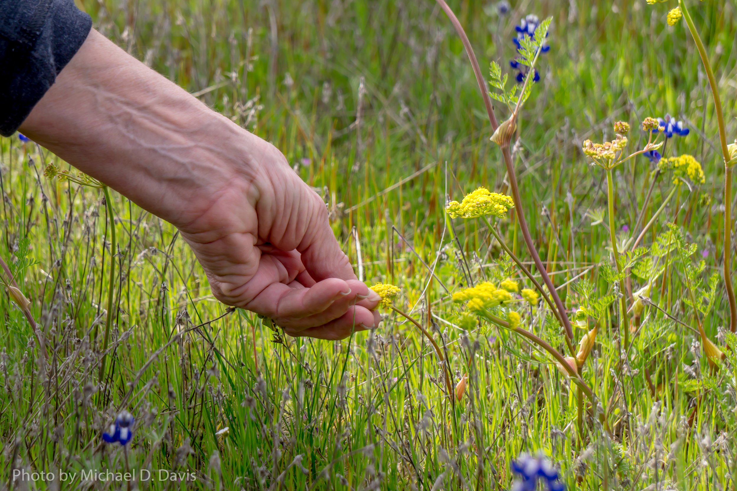Agate Desert Preserve Wildflowers