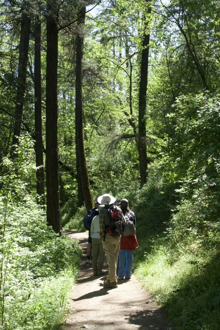 Jacksonville Woodlands Bird Hike