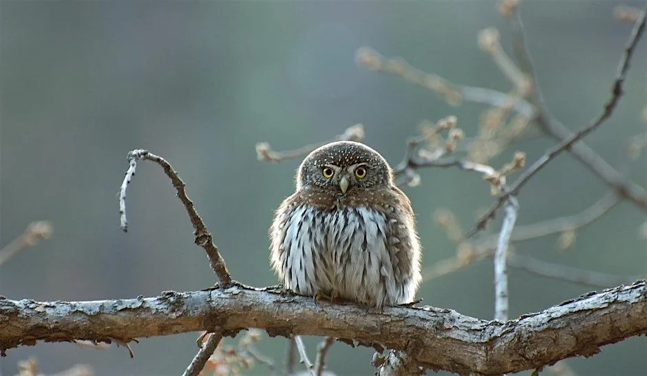 Owls at the Rogue River Preserve