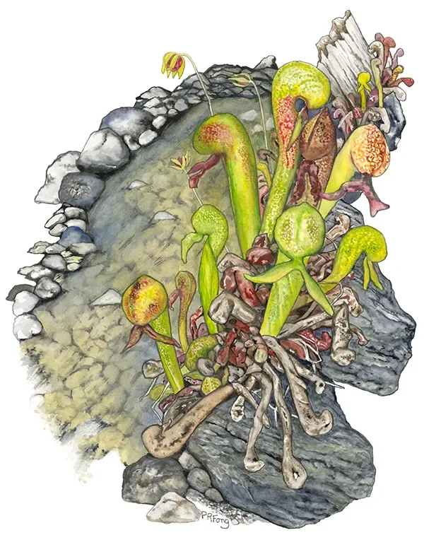 Paula Fong, Darlingtonia, Watercolor.webp