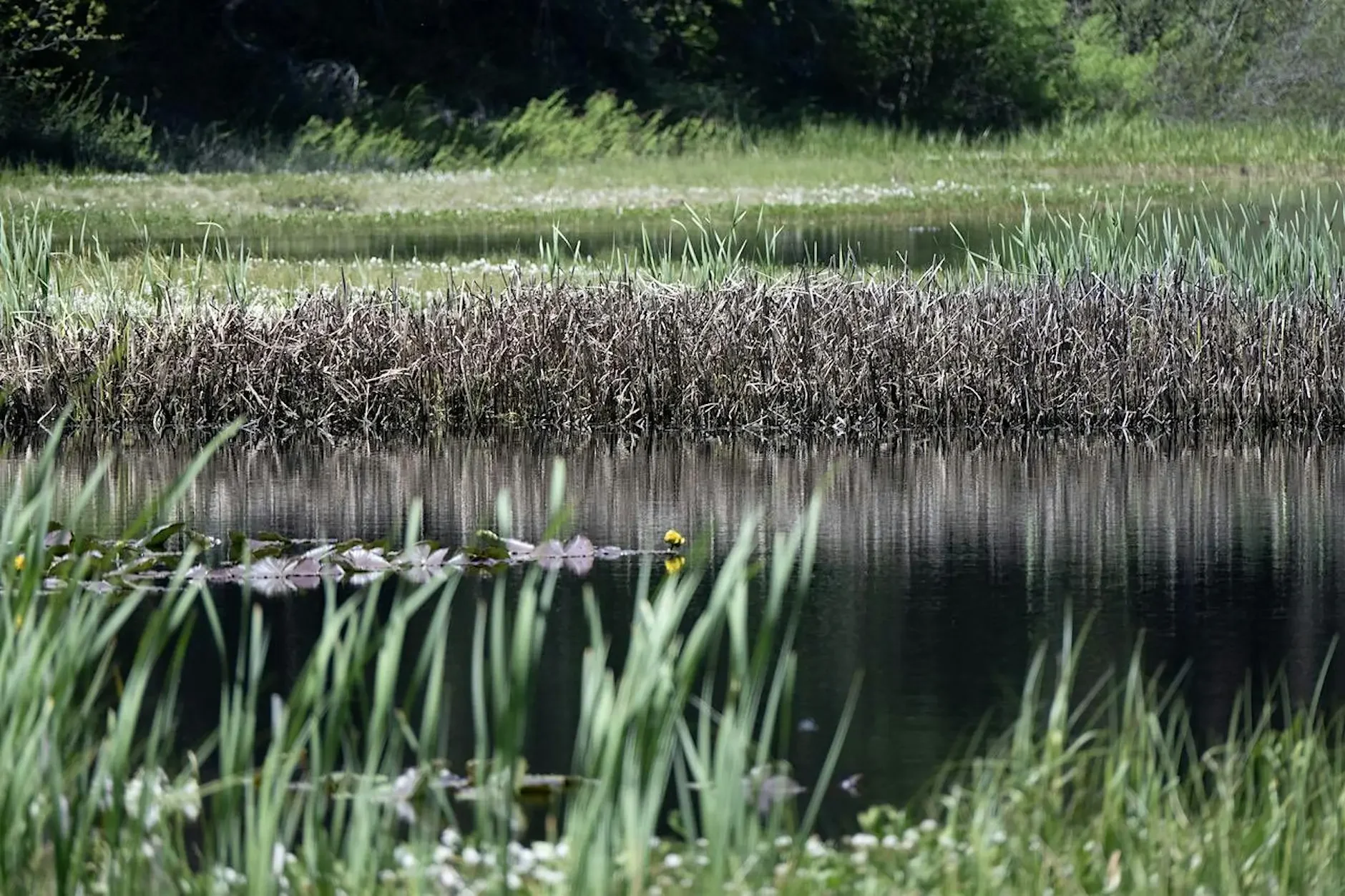 A Fen-tastic Hike at Sharon Fen Preserve