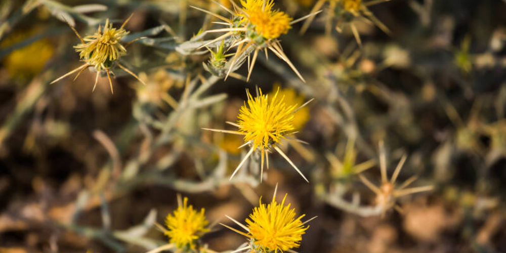Star Thistle to Sunset: Weedpull and Potluck Dinner