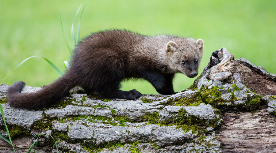 Meet the Pacific Fisher