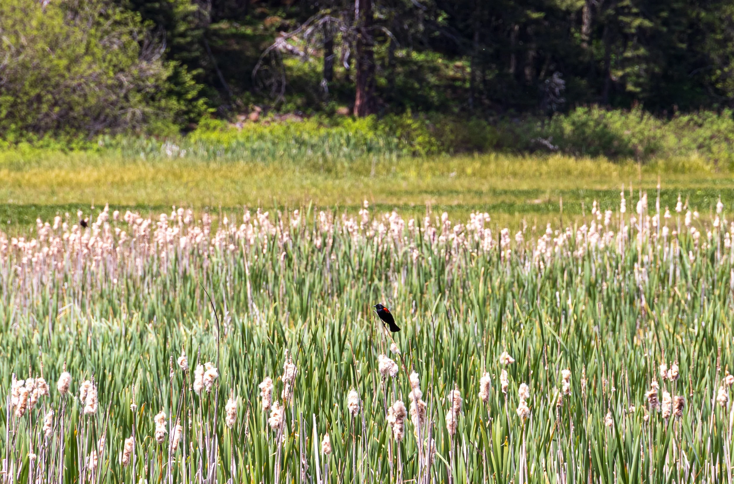 Sharon Fen Preserve