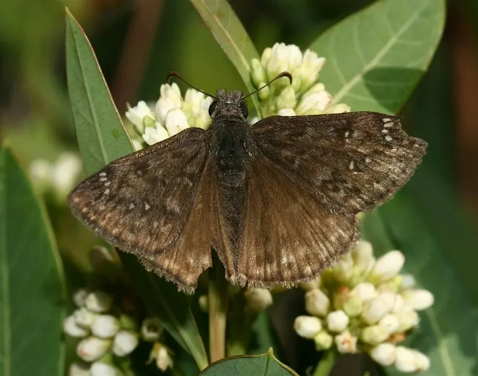 Moth Night at the Rogue River Preserve