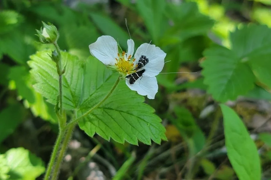 Meet Our Wee Friend, the Fairy Longhorn Moth