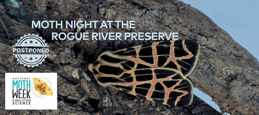 Moth Night at the Rogue River Preserve - POSTPONED DUE TO EAST EVANS CREEK FIRE