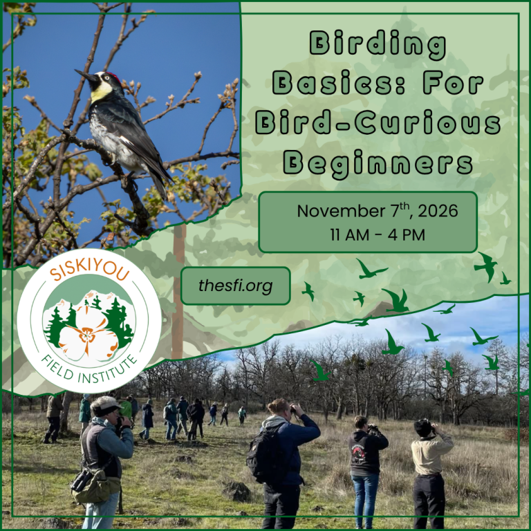  Birding Basics- For Bird-curious Beginners