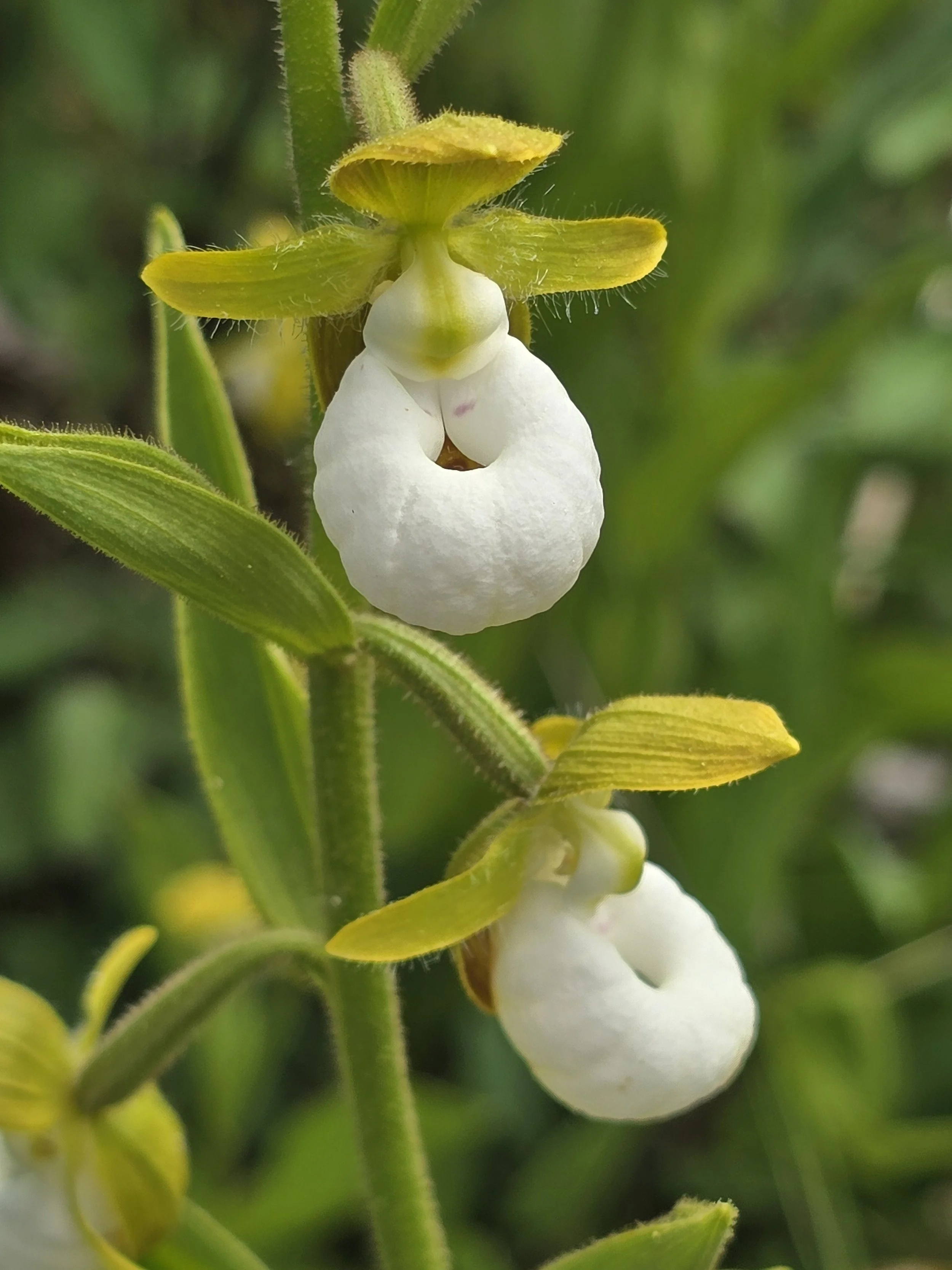 Califorrnia lady slipper_km.jpg