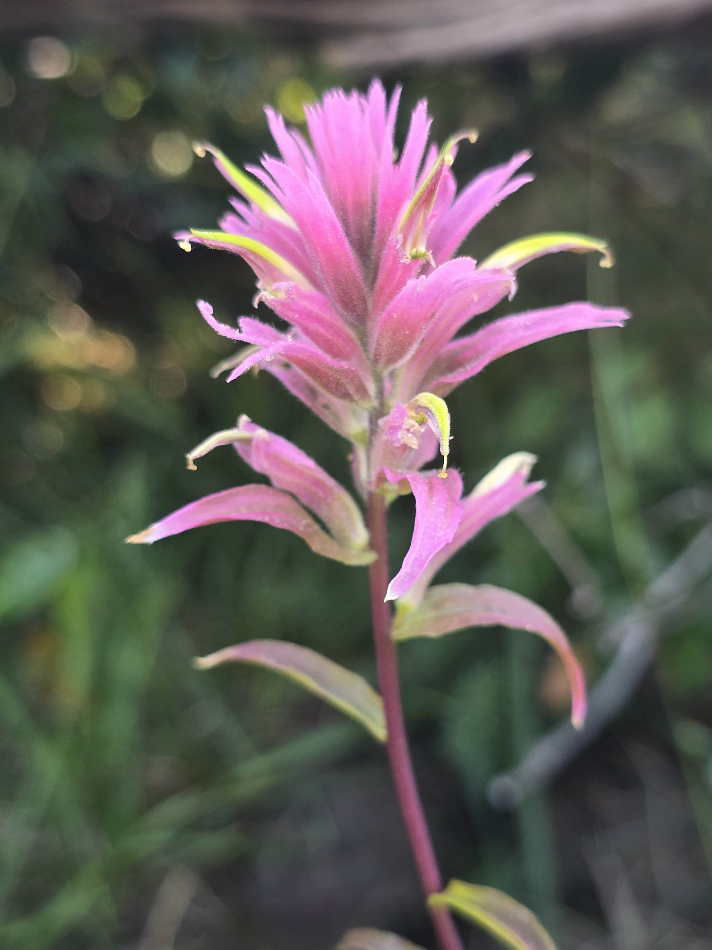 Siskiyou Paintbrush_km_endemic.jpg