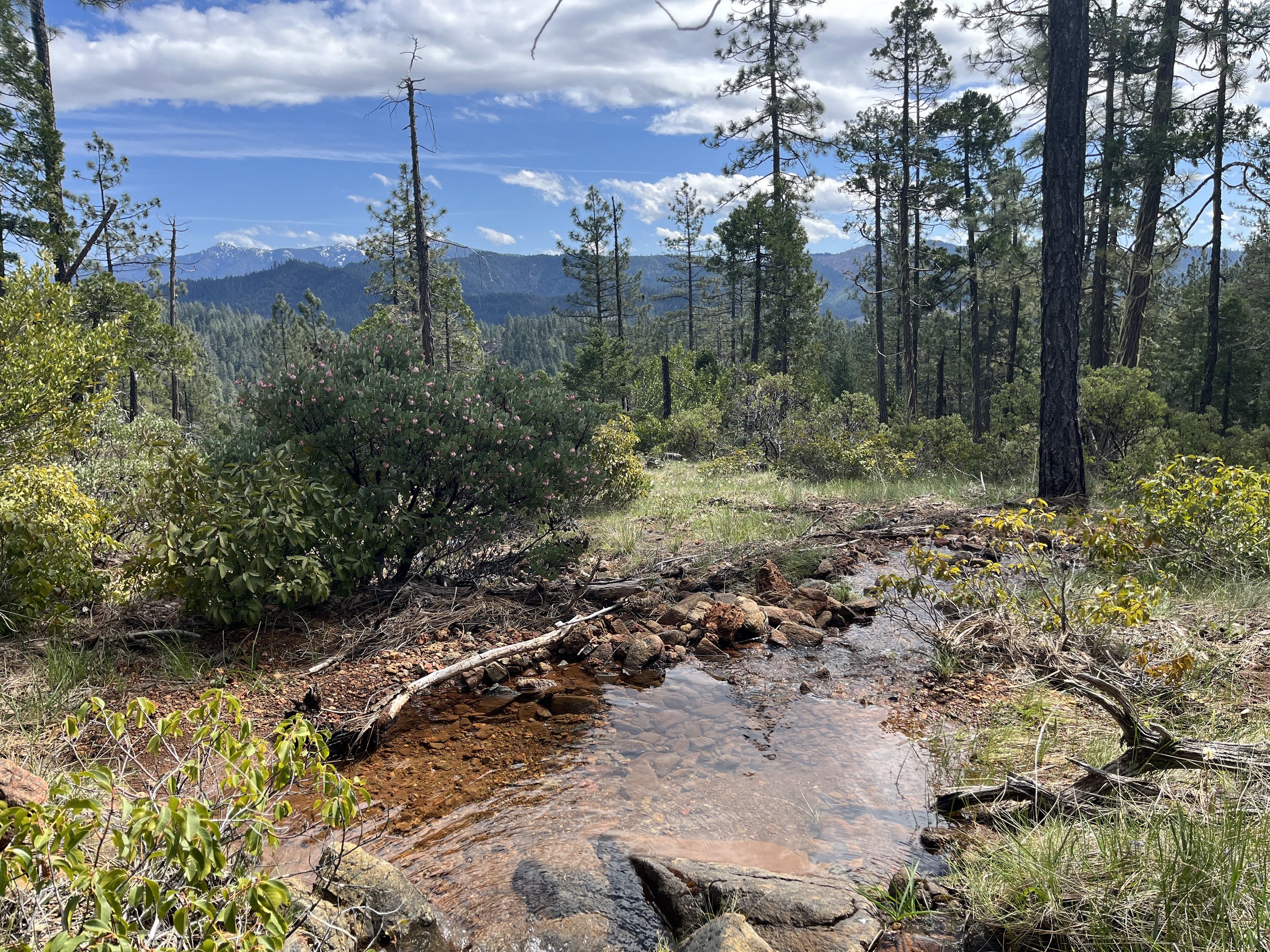 upper preserve water pines_PB (2).JPG