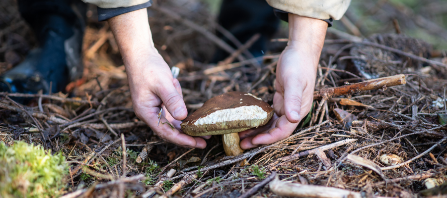 Make Room For Mushrooms - Mushroom Hike