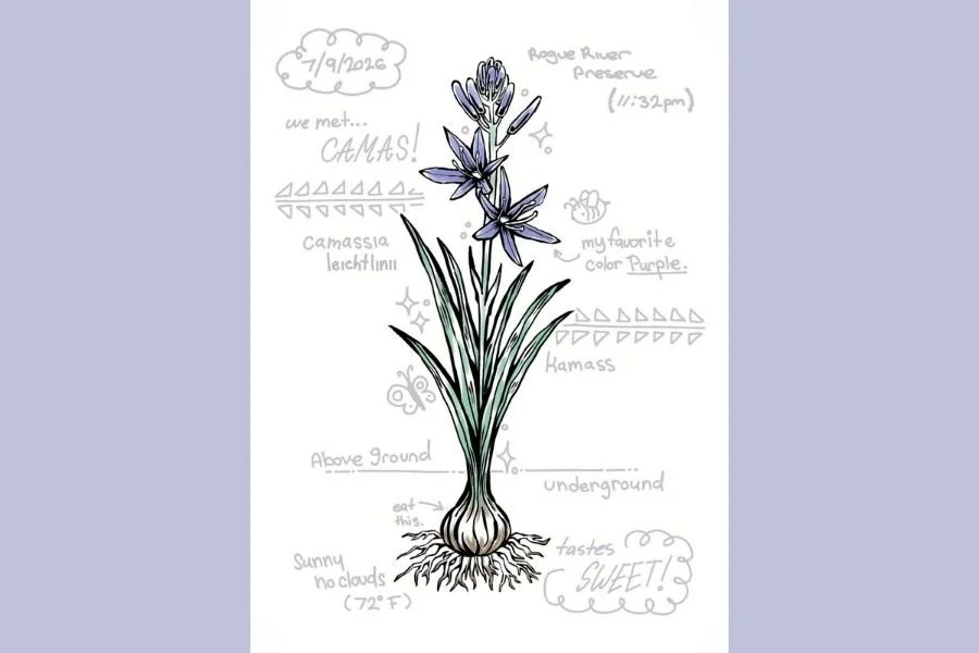 More Than A Wildflower: Camas at the Rogue River Preserve