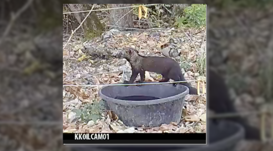 small, otter like animal standing on a bowl of water in a nature preserve