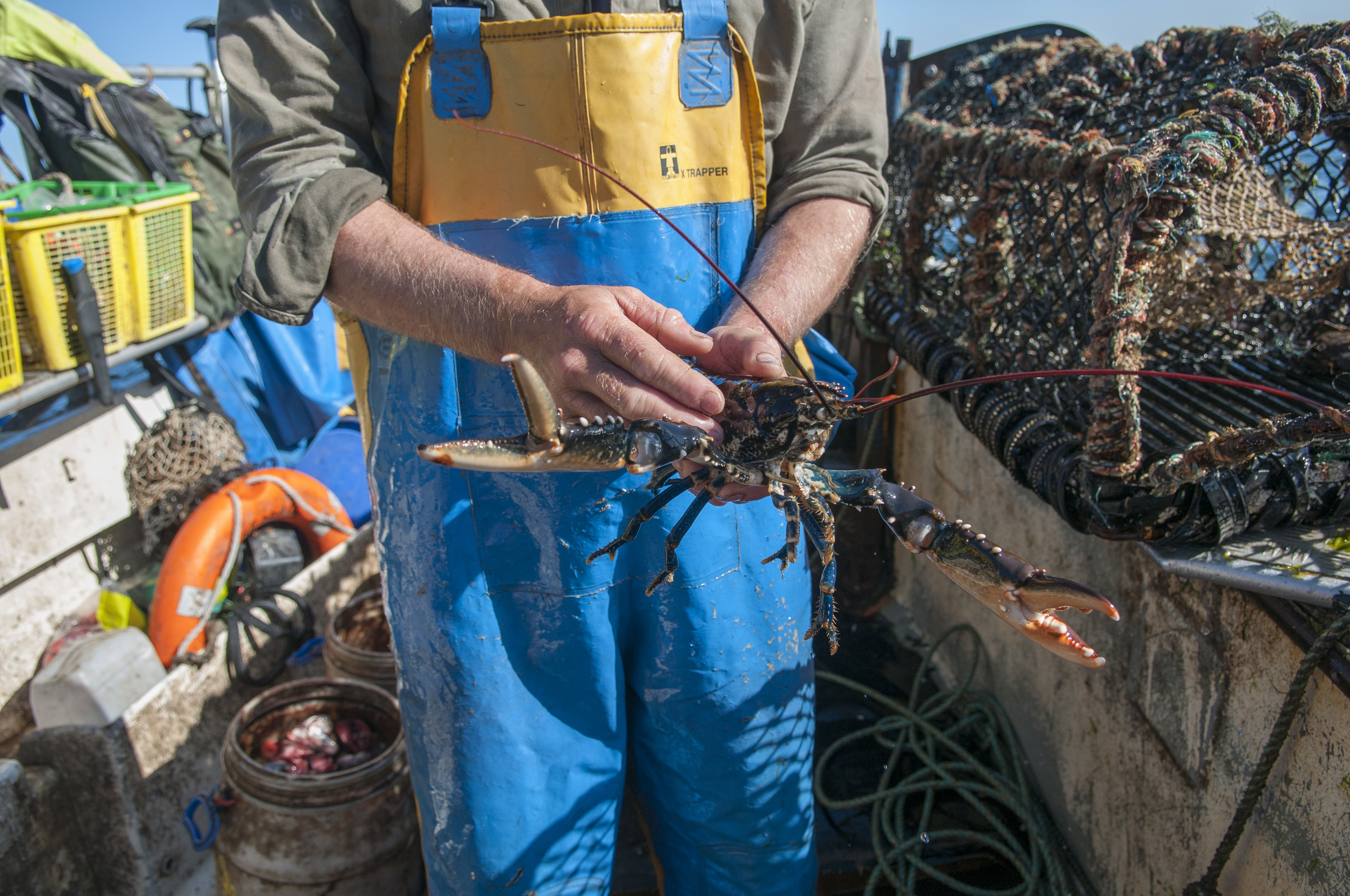 Robbie Dale, a fisherman from North Berwick, Scotland, shows off a lobster that he caught in one of his traps in the Firth of Forth Sea on Aug. 7, 2015 . This lobster would later be sold to one of their main customers, the Lobster Shack, a small seafood stand in the North Berwick harbor. 