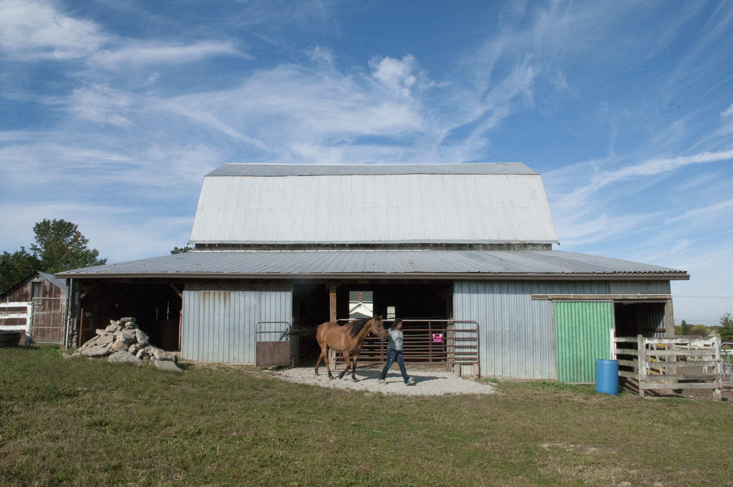 Tammy Tiedtke walks Switch out of her barn to stretch his legs after being assessed by the chiropractor. When the horses are not in their stables, they often roam around the four-acre area fenced off for them on the grounds (Sept. 27, 2014). 