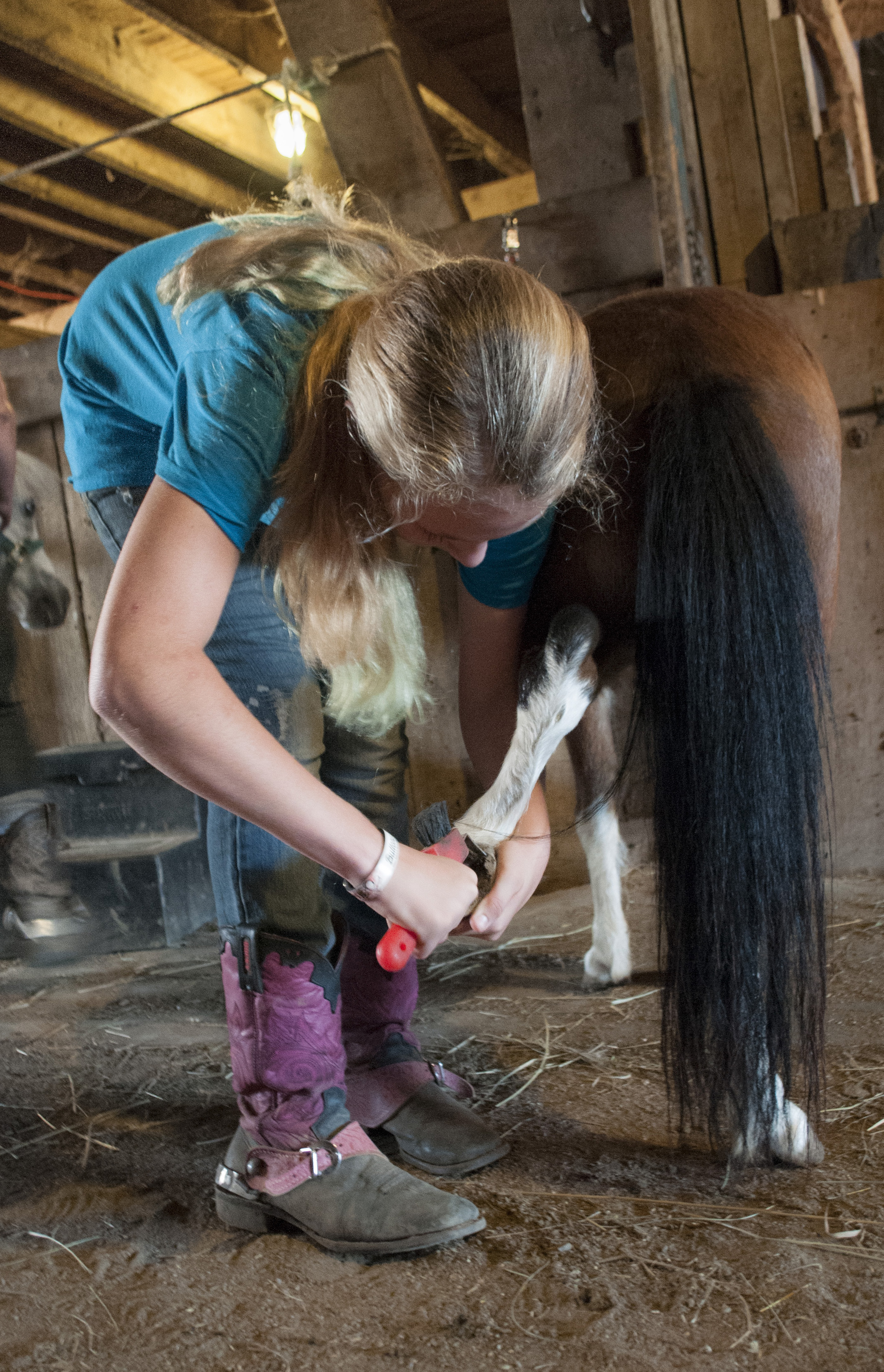 Peyton Tiedtke cleans the hooves Butterscotch of any rocks and debris after taking him on a run around the farm. Any debris that is not regularly cleared from the hooves of the horses and ponies has the potential to harm the animals (Sept. 5, 2014).