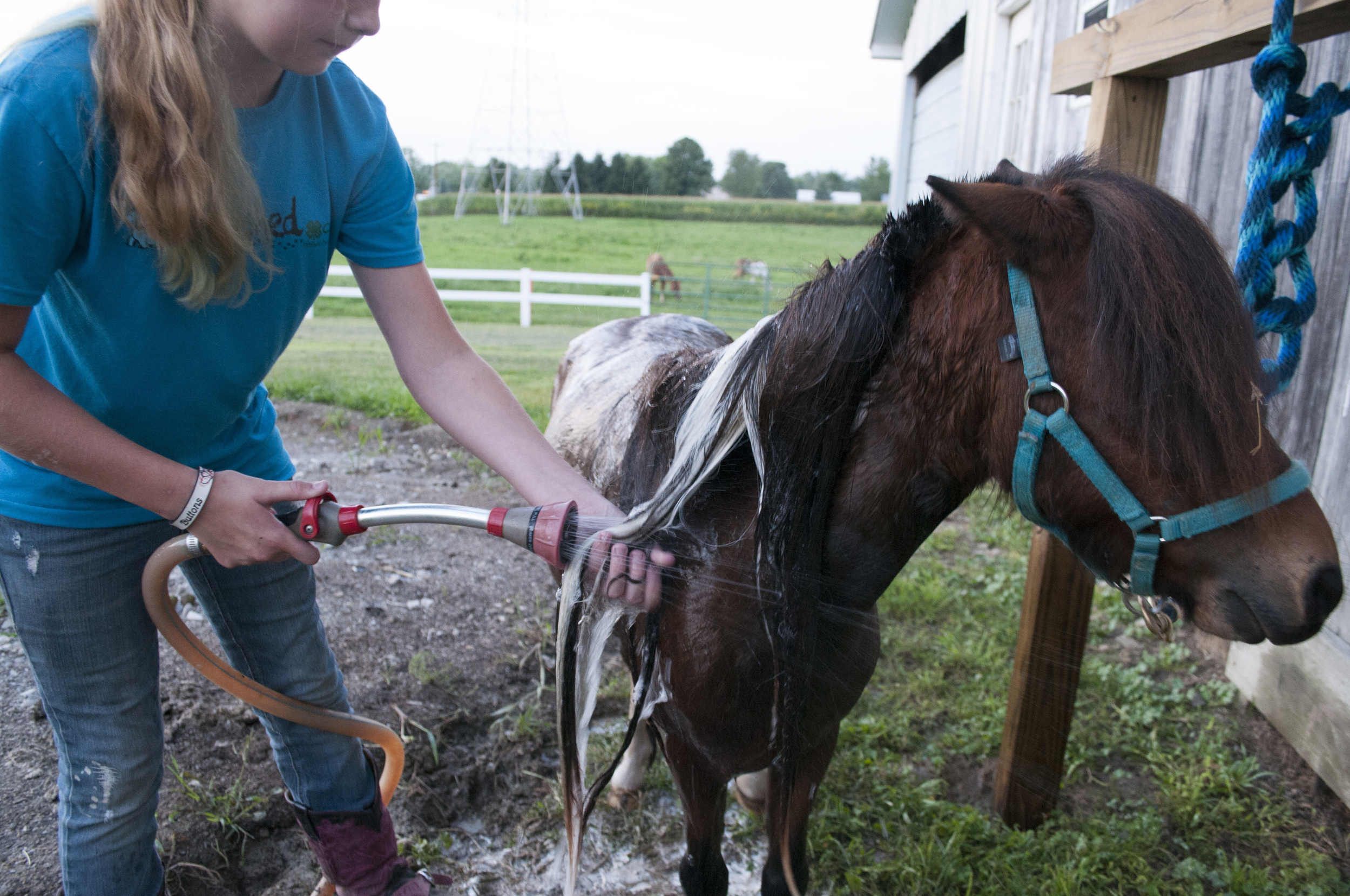 Peyton Tiedtke rinses the mane of her mother’s new pony, preparing to show it at the Morgan Country Fair. Tiedtke said, “I love this shampoo, it makes him smell like strawberry shortcake instead of poop. It probably won’t last long though.” (Sept. 5