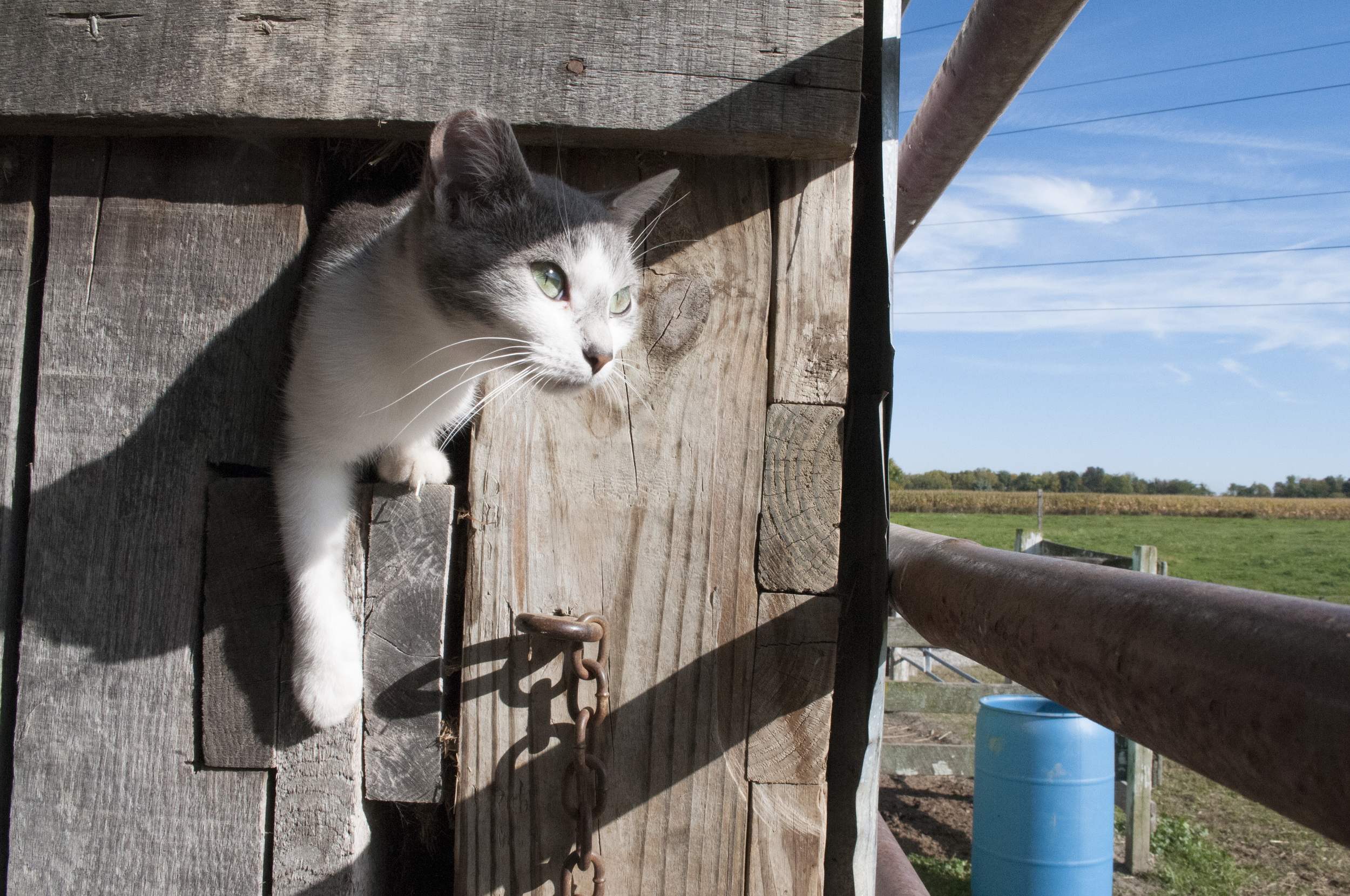 One of the Tiedtke’s four unnamed kittens found its way into a hole in Wildfire’s stable. The kitten sat confused for a few minutes, trying to figure out how to back out once it found that it could not go anywhere else (Sept. 27, 2014). 