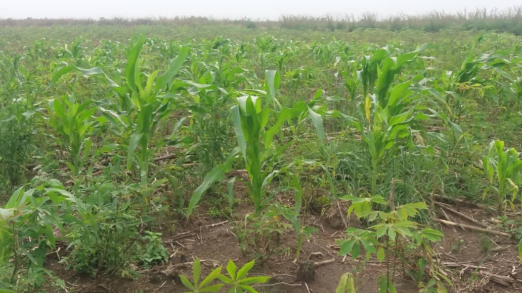 manioc and corn growing at farm.jpg