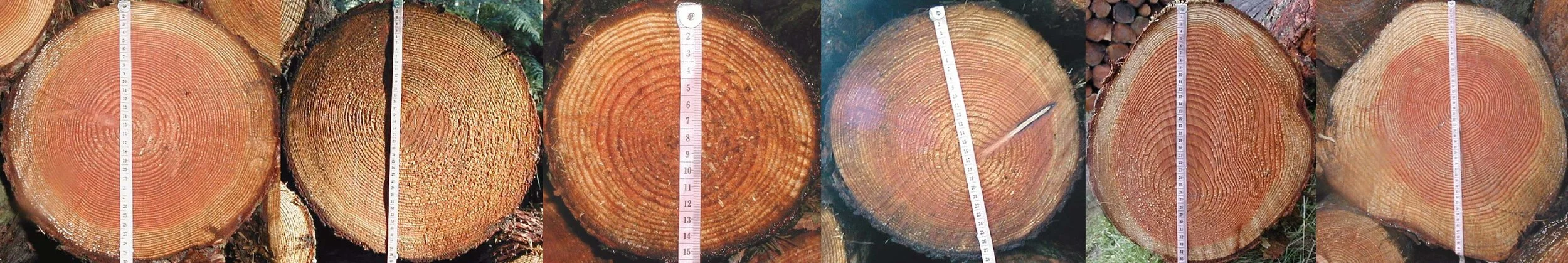 tree-ring sequence