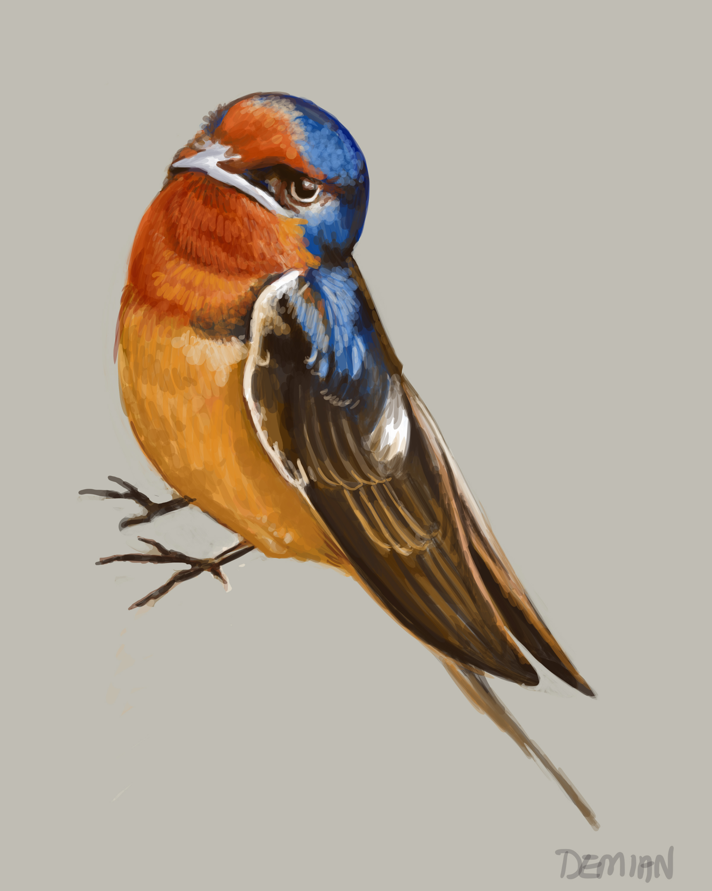 Barn Swallow
