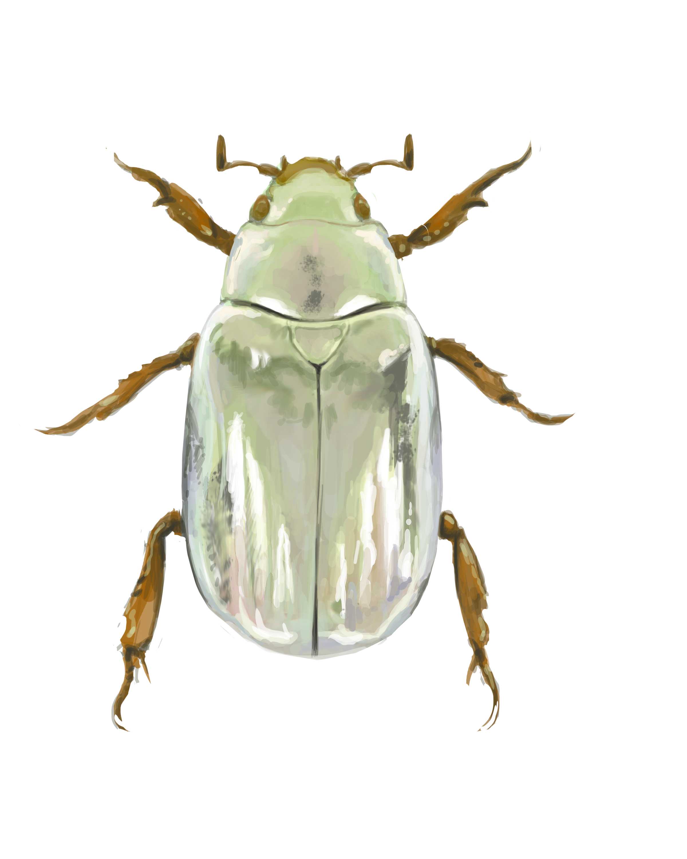 Chrysina Batesi
