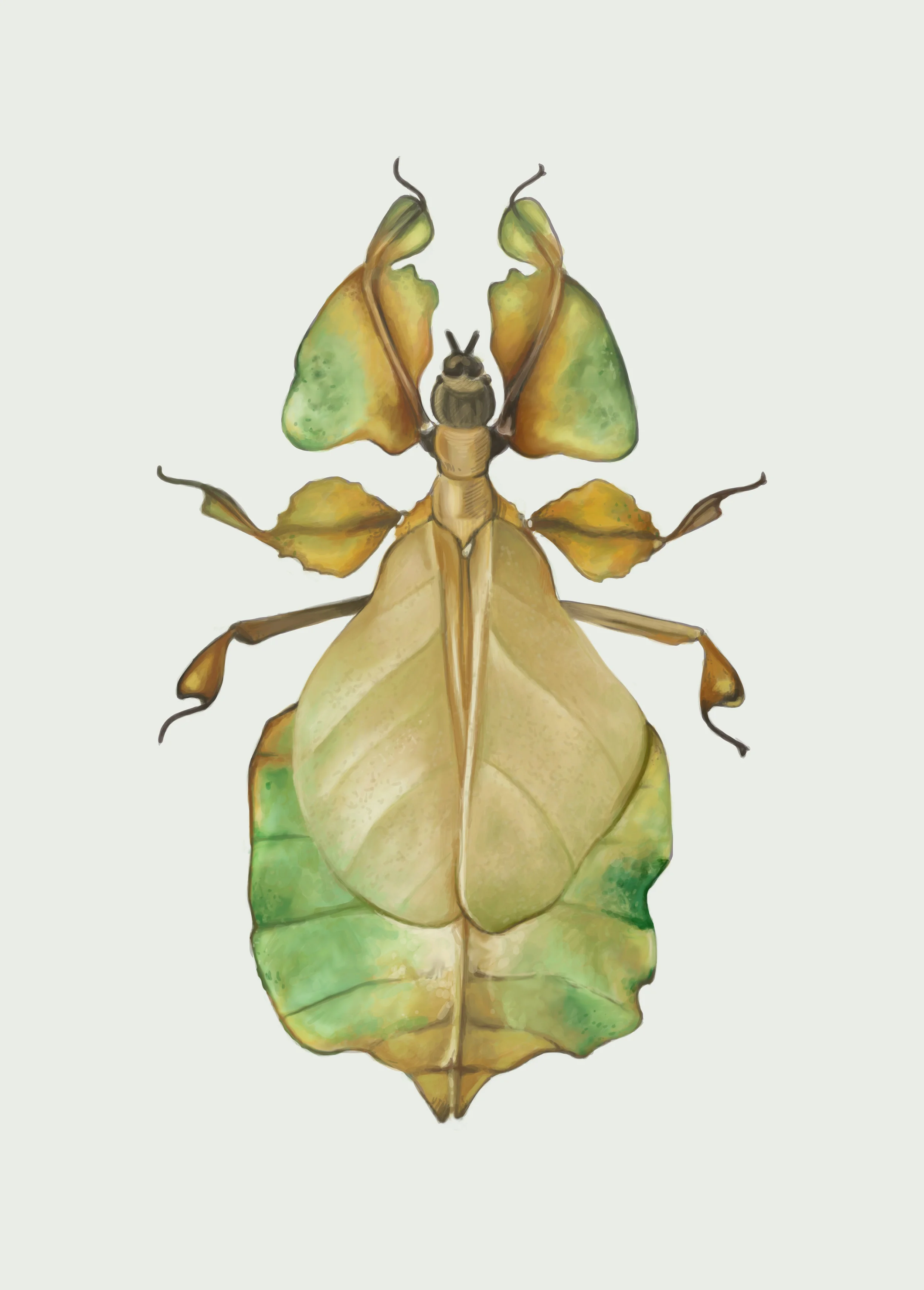 leafbugcrp.jpg