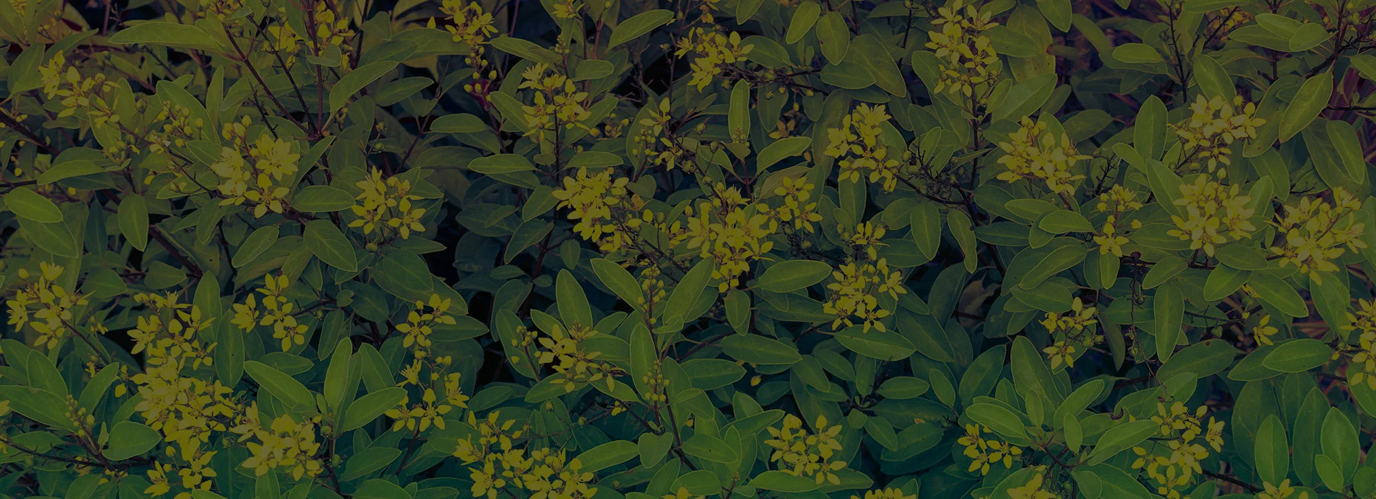 flowers.jpg