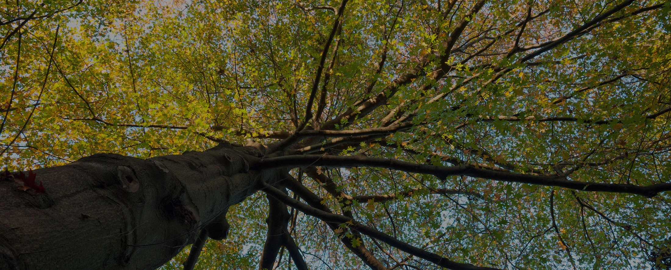branches.jpg