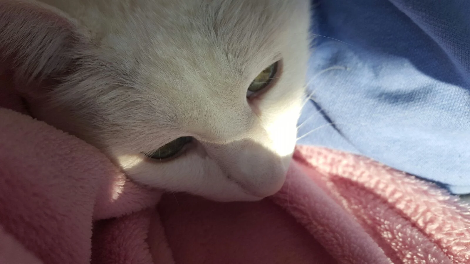 Marshmallow