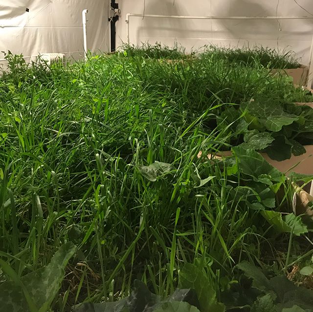 Seasons greetings! #equinox #notill #covercrop #chopanddrop #polycrop #companionplanting #cucurbits #antifungalrootexudates