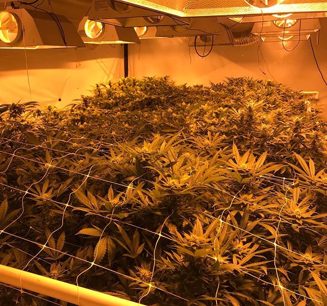 The Solstice approaches! Always equinox back here in Room 2 tho 😜🐉✌️ #gorgegrown #growyourownhealthcare @dirthuggercompost @jpibiodynamics @malibucompost @csi_humboldt #humboldlegacyOG #snowblaze #auntflo @the_eastfarthing #shirebred #magiceraserIB
