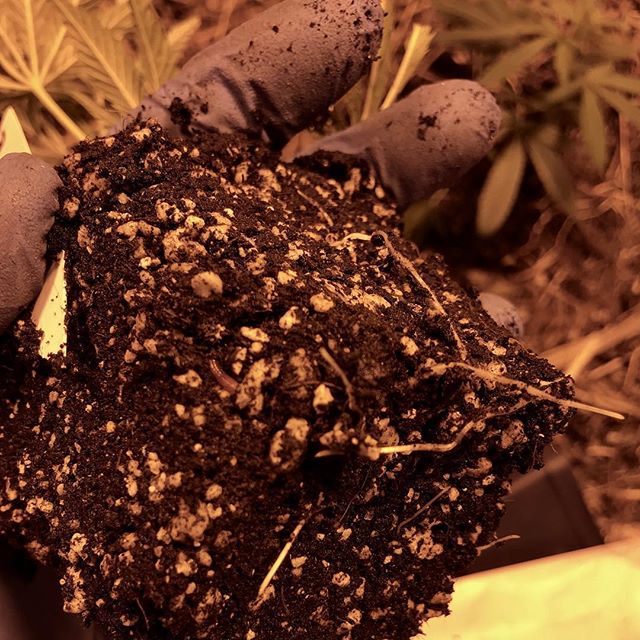 Wee tiny worm in the center there head stuck on an alpaca poop pellet maybe #worthazoom 🤩 Decent pokey roots 28hrs in a cup 🙏 Summers come and gone #winteriscoming already now #gorgegrown #worms #lisathewormlady