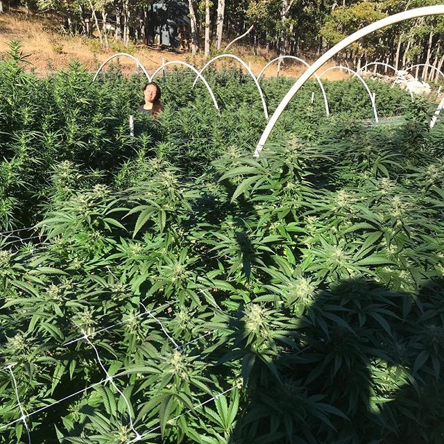 Happy Equinox world! Babes soaking in that autumnal sun #heartshapedshadow #equinox #growyourownhealthcare @soilscapesolutions @dirthuggercompost @jpibiodynamics @the_eastfarthing #magiceraser #purpleterps #nattyportman @truehumboldt #purpletrainwrec