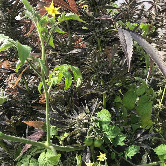 This Humboldt Legacy OG (@csi_humboldt) and volunteer tomato must be best friends #antifungal #rootexudates #companionplants #gorgegrown #growyourownmedicine