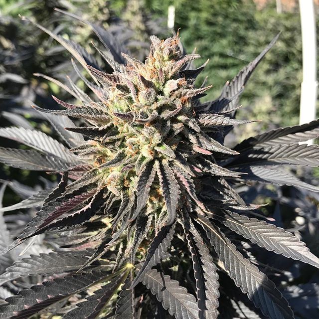 Two genotypes of Snowblaze from @csi_humboldt #csihumboldt. Think we missed the photo contest 🤪 but will be stoked to spend about the same amount the winnings were on more seeds from them! #gorgegrown #goodseed #piratesoftheemeraldtriangle