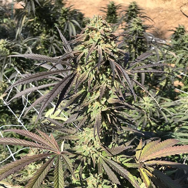 Kind weather permitted this Purple Trainwreck blessing from @rambling.rose.humboldt to go longer than it has for us before 🙌🙏🙌 Such a special time just about halfway between the Autumnal Equinox and the Winter Solstice when the rains come ripening