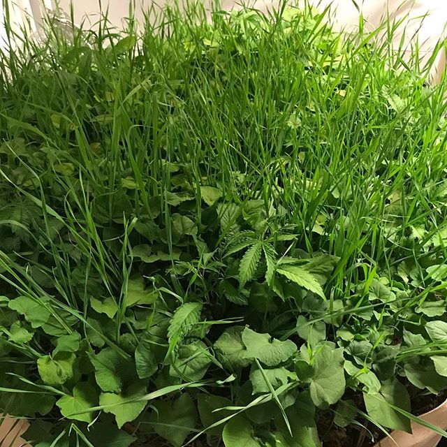 Solstice come and gone now patiently awaiting the setting of Spring, on to the mom project! Do you think chop/dropping this cover crop will use more of the available N than it was taking up while growing? #biodynamic #covercrop #humus #gorgegrown #re