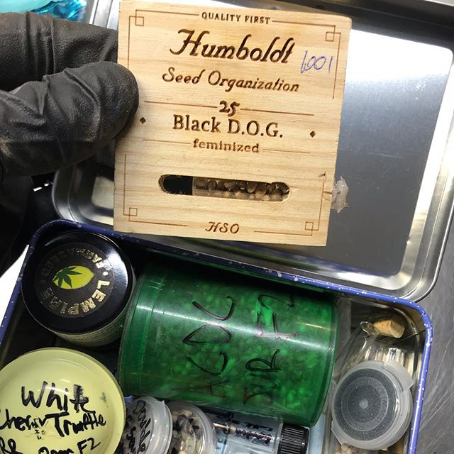 Excited to be sowing these @humboldt_seeds Black D.O.G. for a winter run! 90+% germination with an overnight soak, the rest only took one more night ✨🌙 @teamhso has a time tested proprietary feminization process so as soon as they&rsquo;re sprouts t