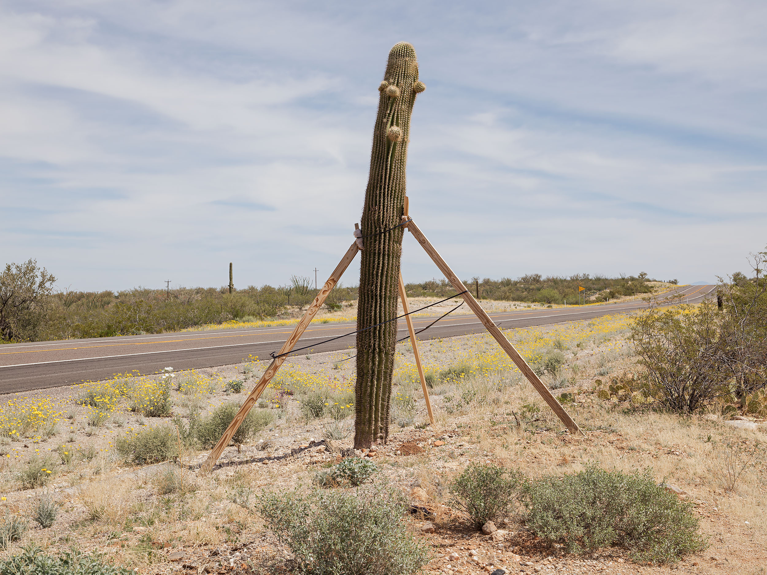 Braced saguaro cactus along AZ-86 - Sells, AZ