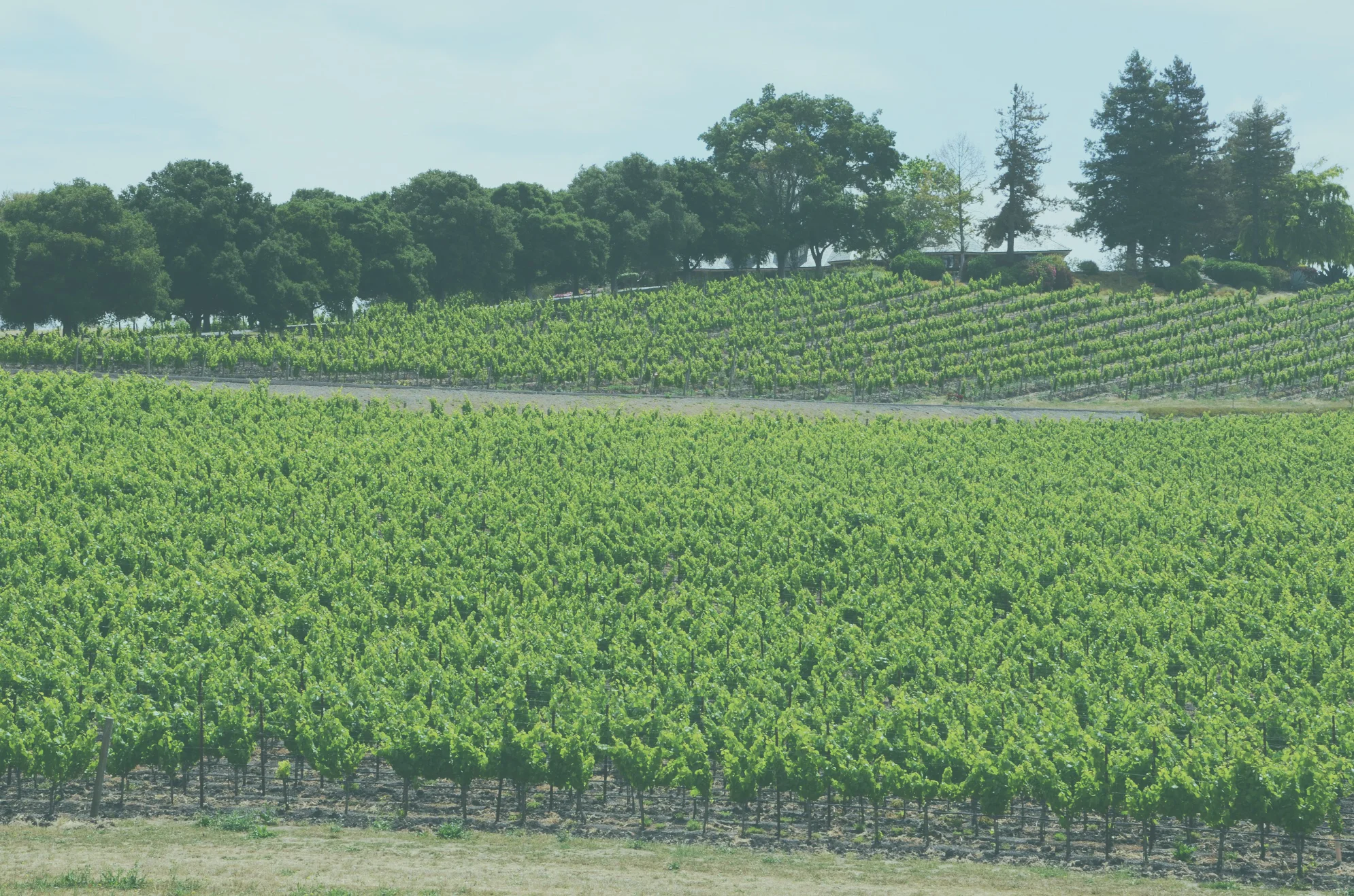 vineyard_blue.jpg