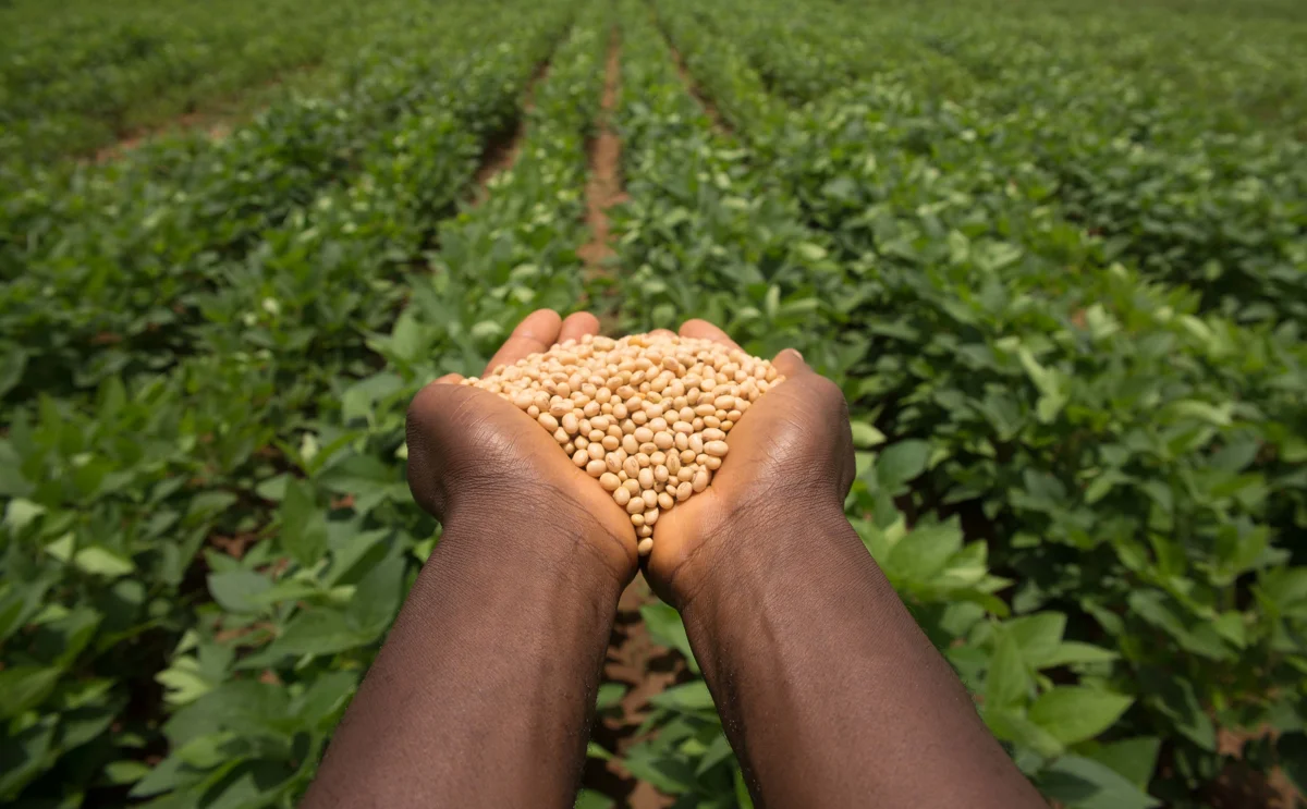 1 AFUNOGIDAN simi_From seed to Harvest.JPG