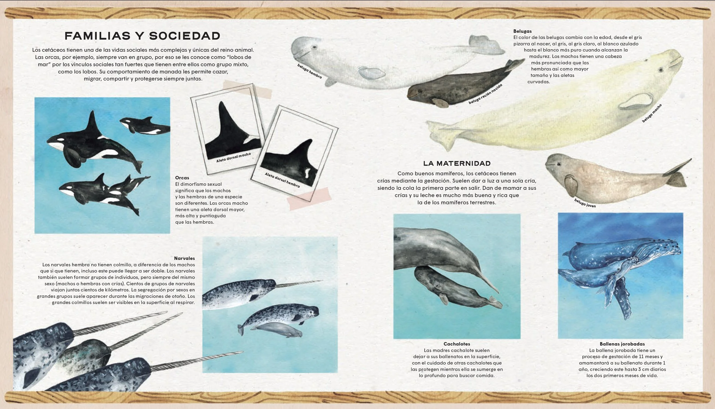 BALLENAS, VIDA SECRETA — Rena Ortega